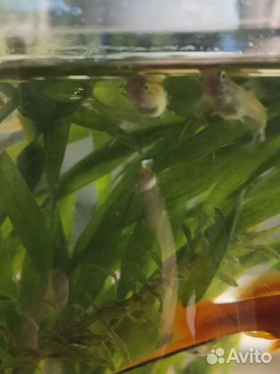 Аквариумные рыбки гуппи