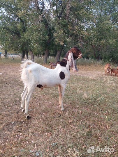 Камори козел