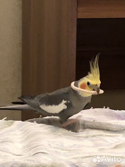 Попугай корелла