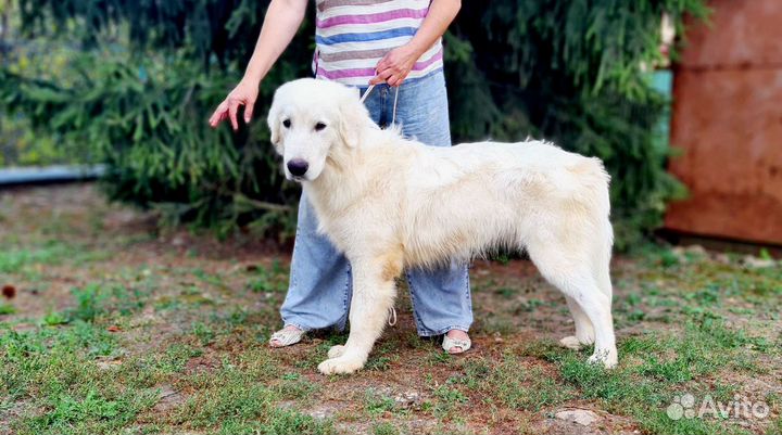 Мареммо абруцкая овчарка