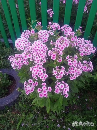 Продам лилии, нарциссы и другие цветы