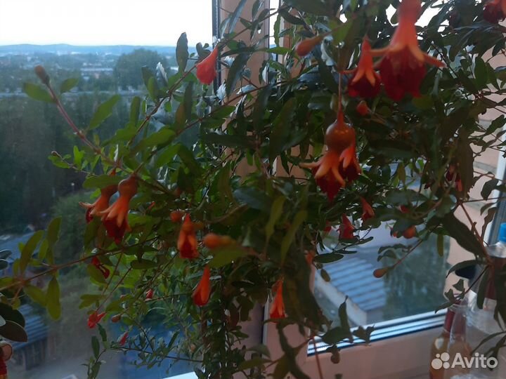 Гранат карфоген