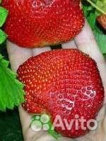 Крупноплодная клубника Гигант Джорнея