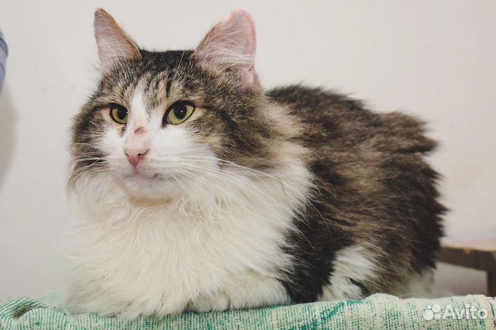 Кошка в дар