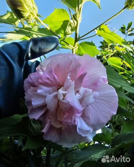 Гибискус мутабилис изменчивый