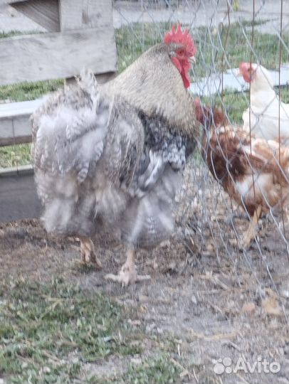 Куры петухи