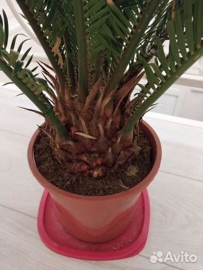 Подарок на 23 февраля