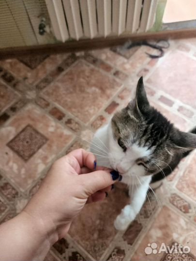 Кошка в дар