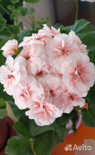 Пеларгония герань сортовая Любимица от Купавы