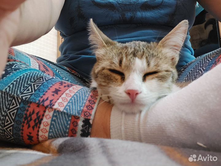 Котенок девочка в добрые руки