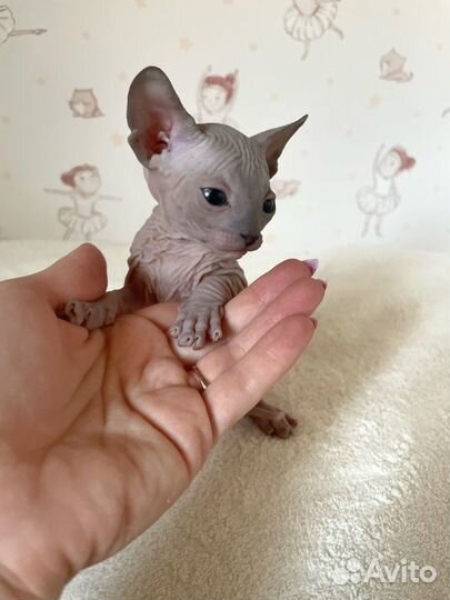 Канадский сфинкс котенок