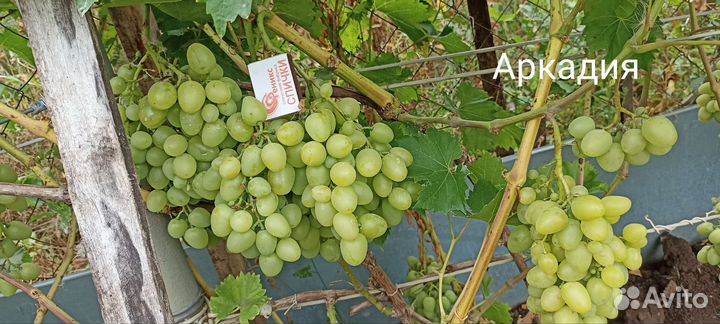 Саженцы винограда