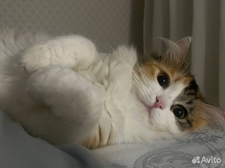 Кошечка ищет жениха для вязки