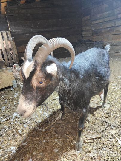 Коза ламанча дойная