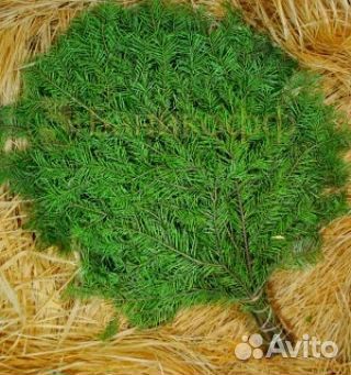 Веник пихта