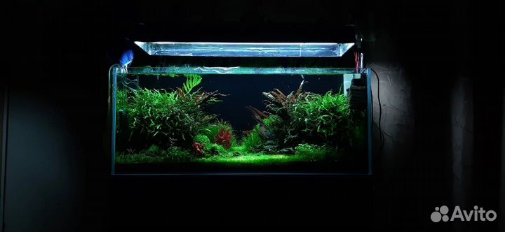 Aqua дизайн, запуск и обслуживание аквариумов