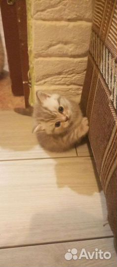 Шотландские вислоухие котята