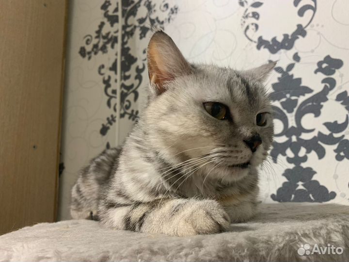 Британский котенок