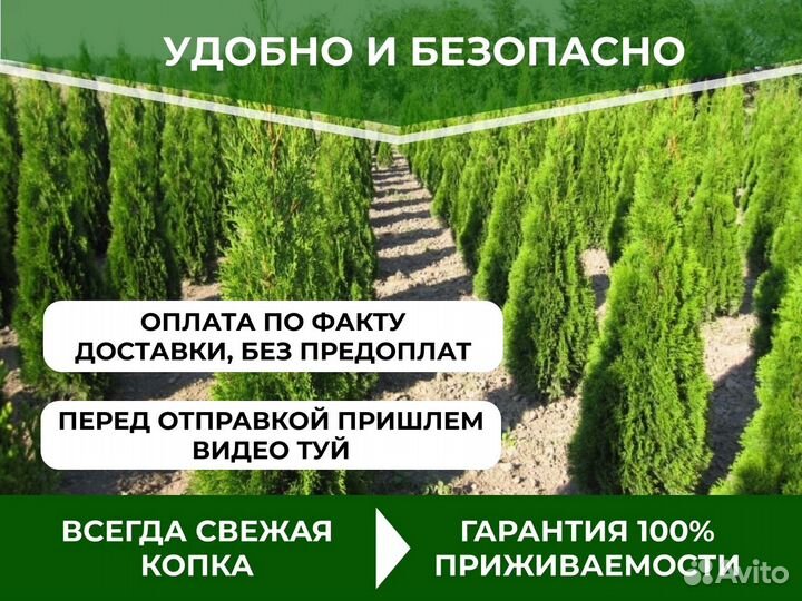 Туи оптом без посредников