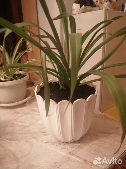 Хлорофитум хохлатый