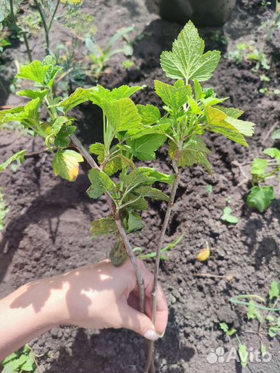 Саженцы красной смородины