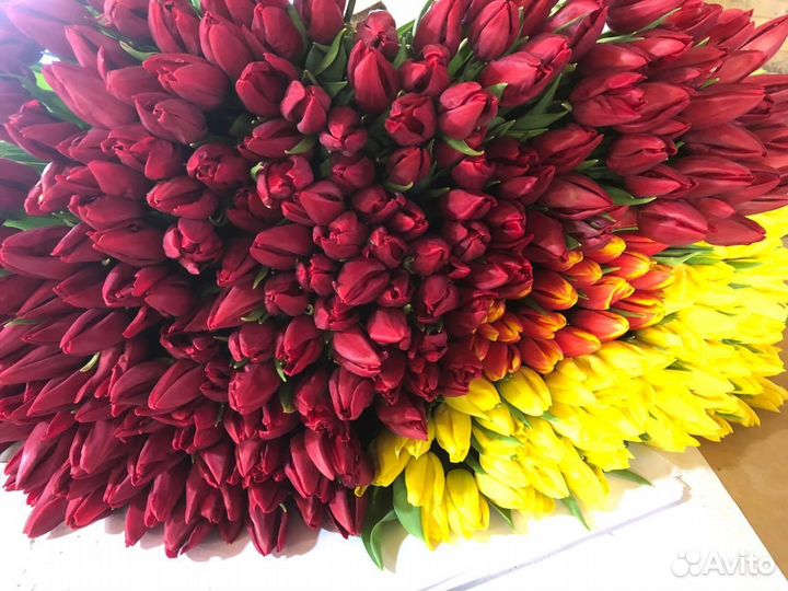 Тюльпаны к 8 марта опт розница брянск