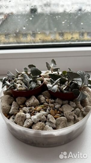 Суккулент kalanchoe