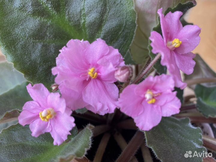 Фиалка взрослая