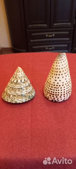 Коллекция морских ракушек