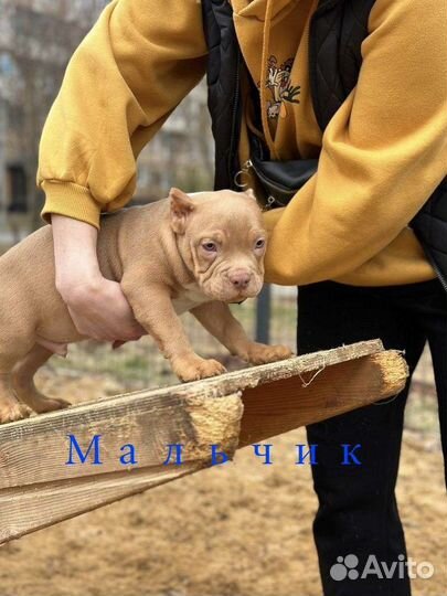 Мальчик Американского Булли