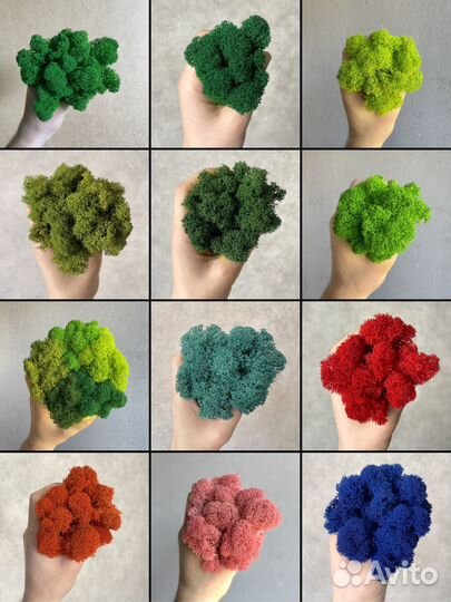 Стабилизированный мох ягель Изумрудный