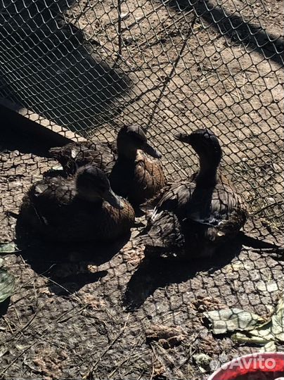 Утка подсадная для охоты