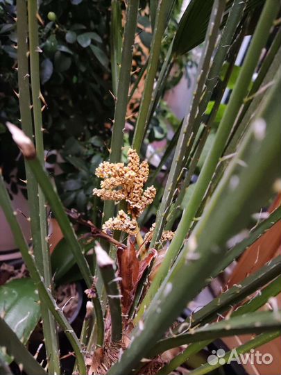 Пальма (хамеропсис)