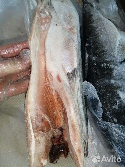 Кижуч дикий