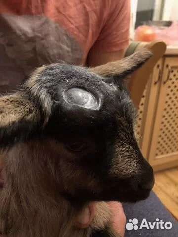 Обезроживание козлят