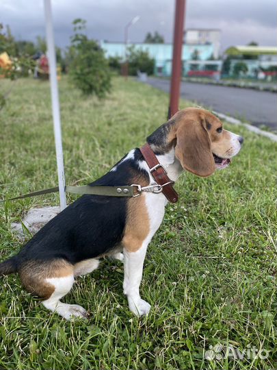 Бигль вязка