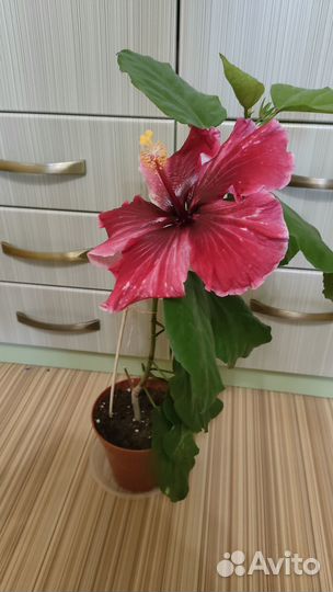 Продаётся укоренный черенок сортового гибискуса