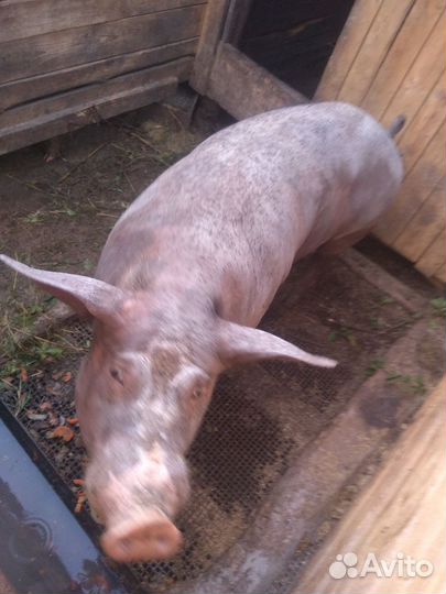 Хряк на племя Петрен