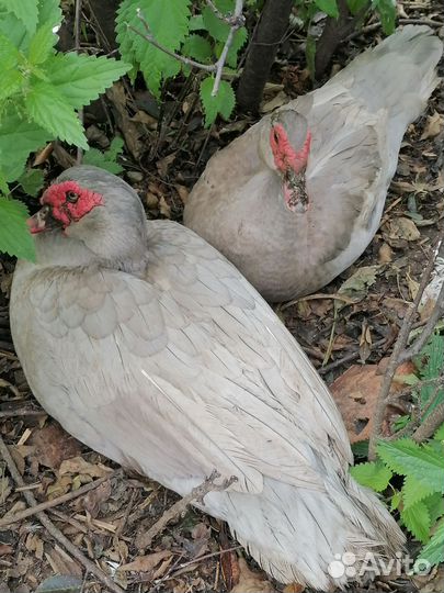 Лавандовые Индоутки (шептуны)