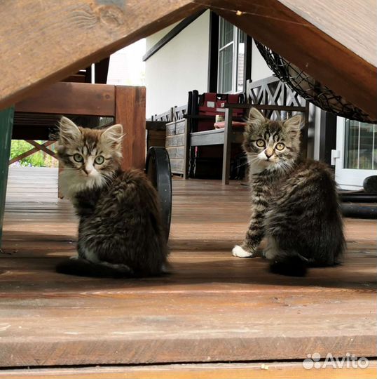 Пушистые котята в добрые руки