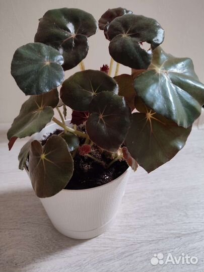 Бегония Фиста