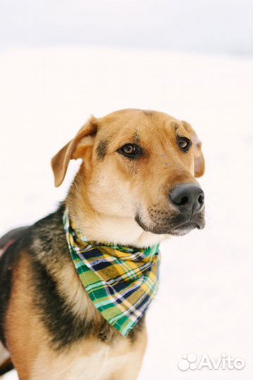 Пес Дастин очень хочет найти семью