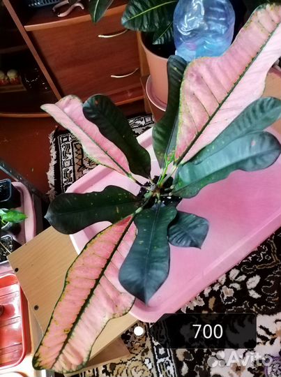 Кротон вилма