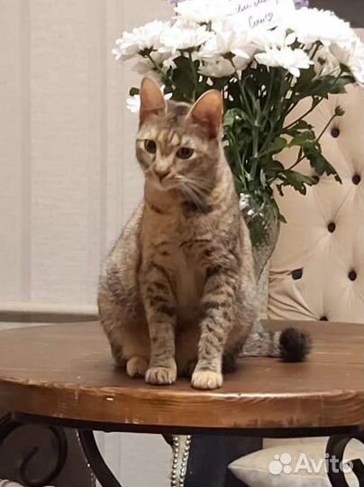 Кошечка в добрые руки