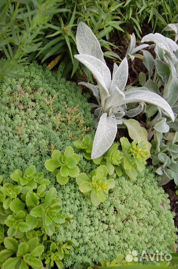 Почвопокровные растения