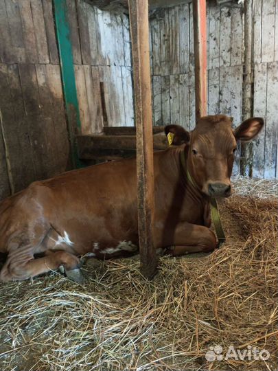 Телочка айширо-джерсейская 11 месяцев. Корова