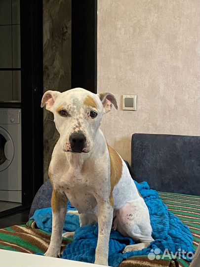 Стаффордширский терьер в добрые руки