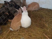 Кролики мясных пород разных пород