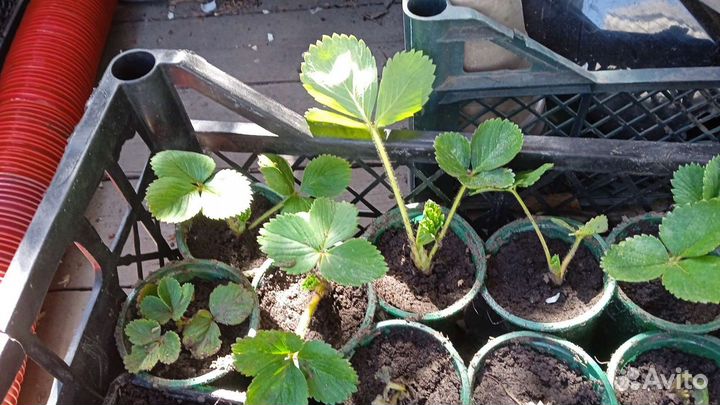 Рассада клубники