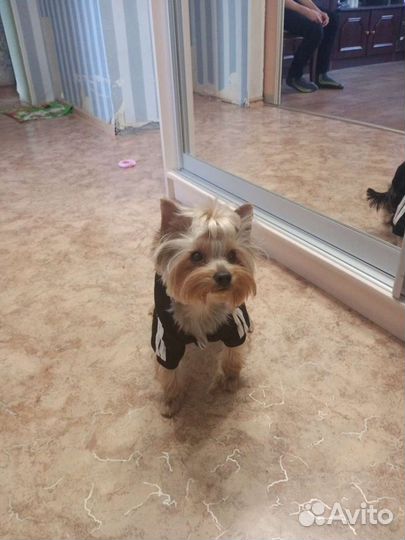 Йоркширский терьер вязка